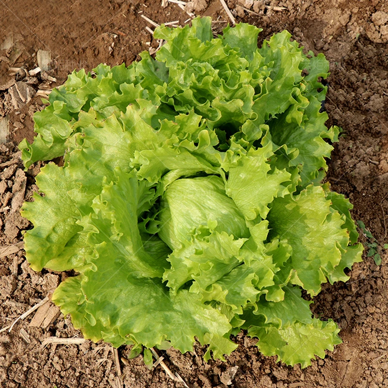 结球生菜种籽 圆生菜 菜籽 生菜盆栽秋播 生菜籽 种 圆生菜籽夏季