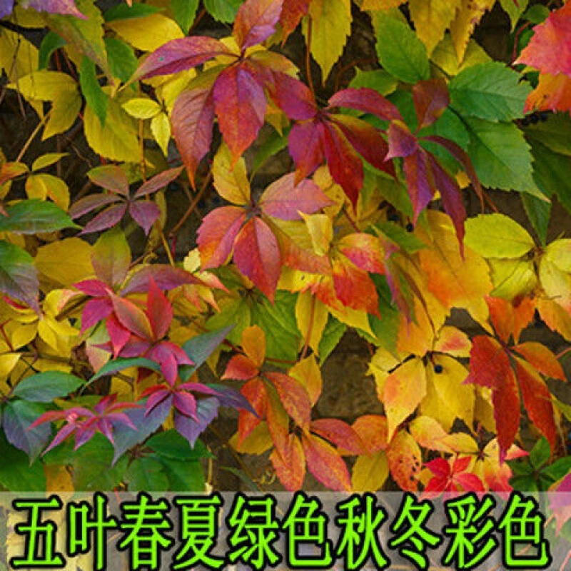 帅轩 爬山虎爬藤植物四季苗三叶五叶爬墙花卉盆栽金银花苗爬墙虎