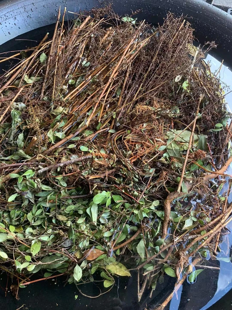 福建屏南滋补青草汤包250克