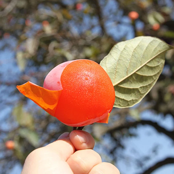 陕西临潼特产火晶柿子电视剧《长安十二时辰》张小敬吸管吸着吃同款