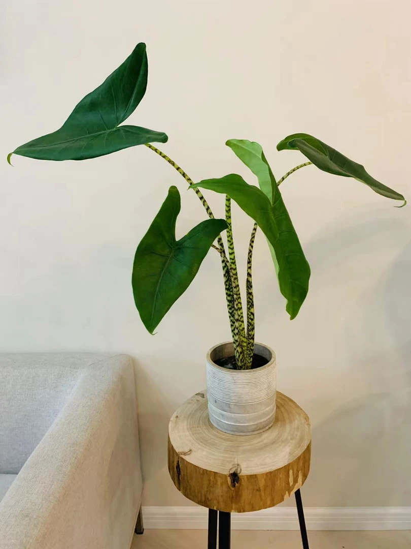 虎斑海芋室内观叶北欧风植物