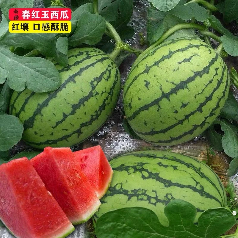 早春疯狂促销红玉西瓜种子红瓤西瓜口感香甜可口