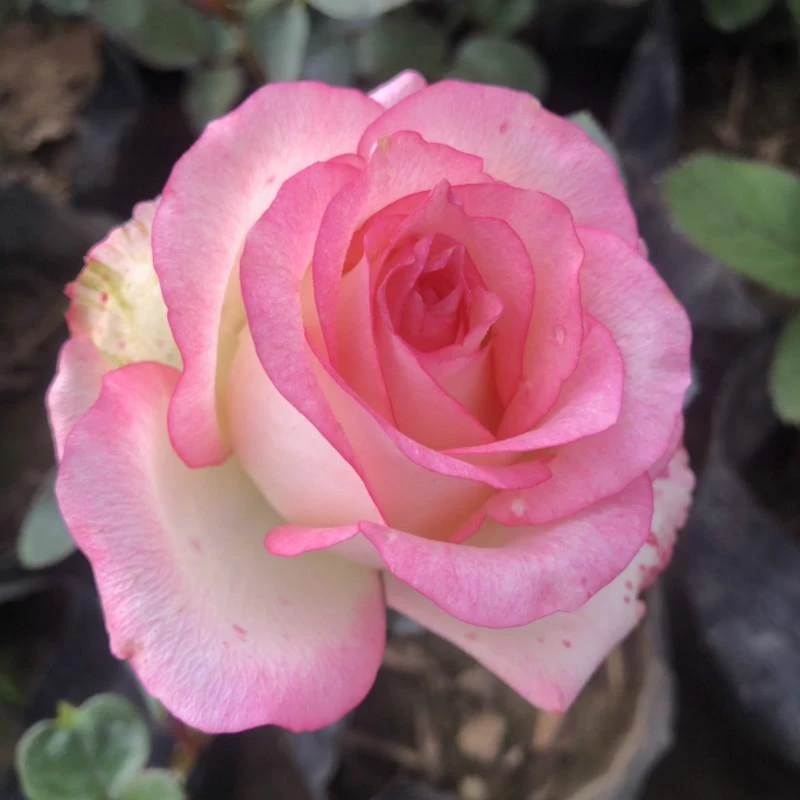 爱莎艾莎月季玫瑰大花切花月季苗阳台庭院花卉盆栽植物