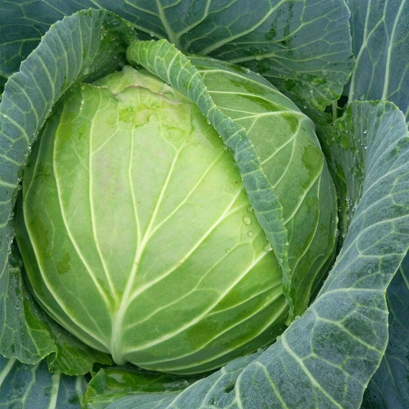 春播甘蓝种子大头菜包菜卷心菜春光珠秋季四季蔬菜籽早熟