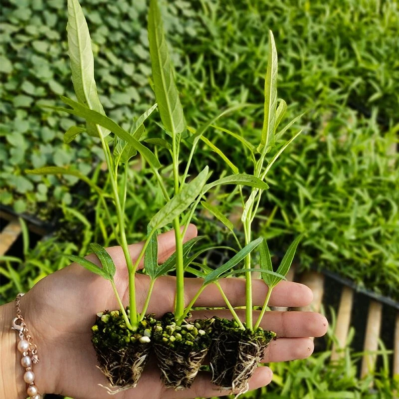 清香味美茎叶柔嫩的竹叶空心菜苗子种苗