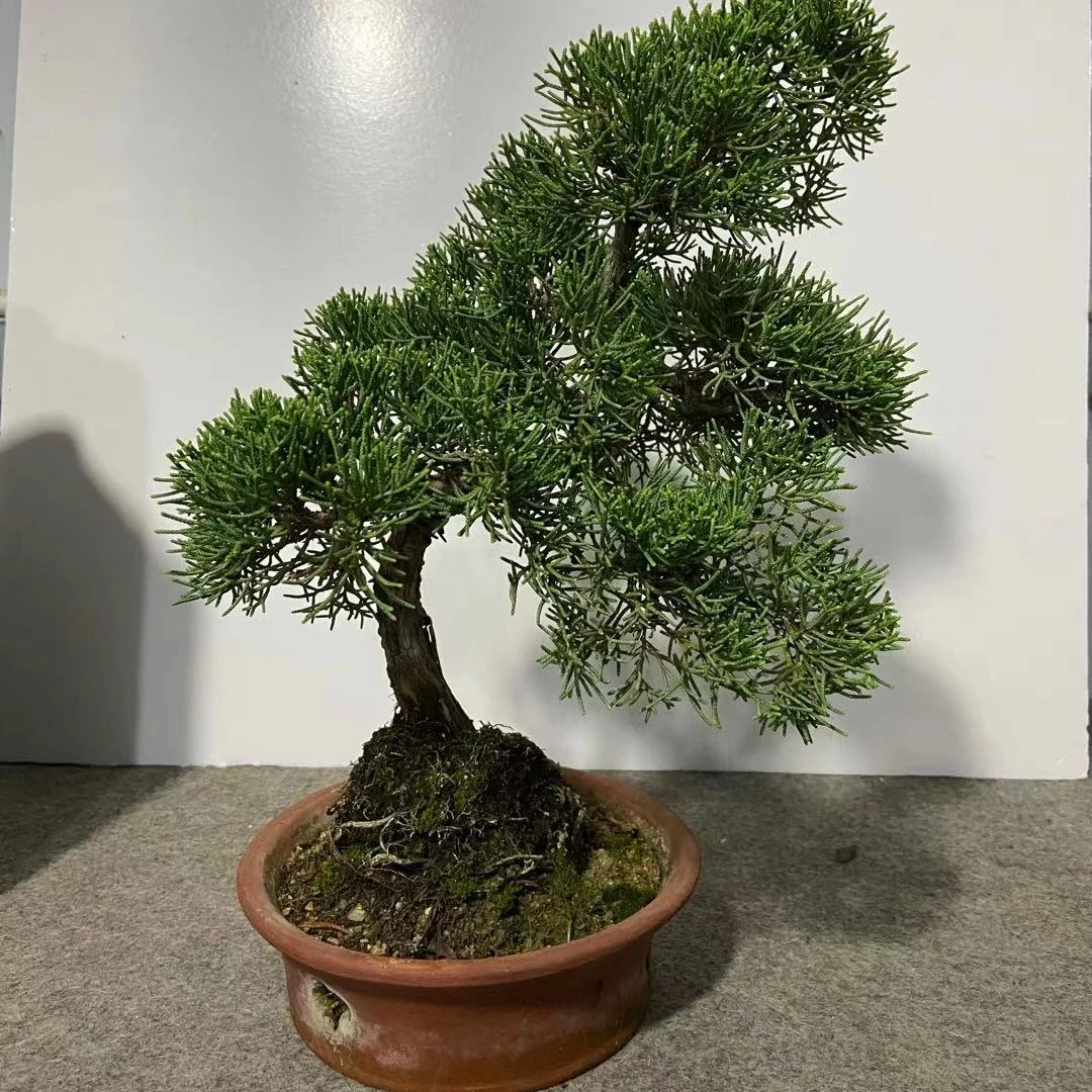 柏树四季常青 掌中大树微盆景文人造型古朴苍劲