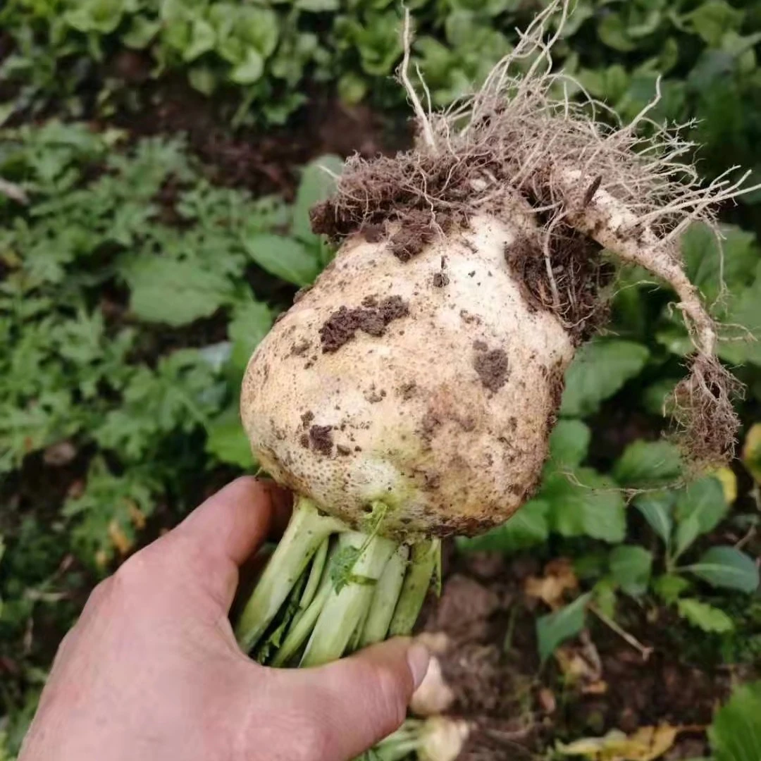 湖北荆州/农村新鲜现挖大头菜5斤包邮
