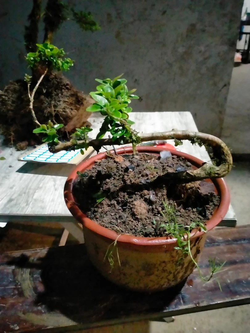 湖北高山瓜子黄杨，四季长青，君子木