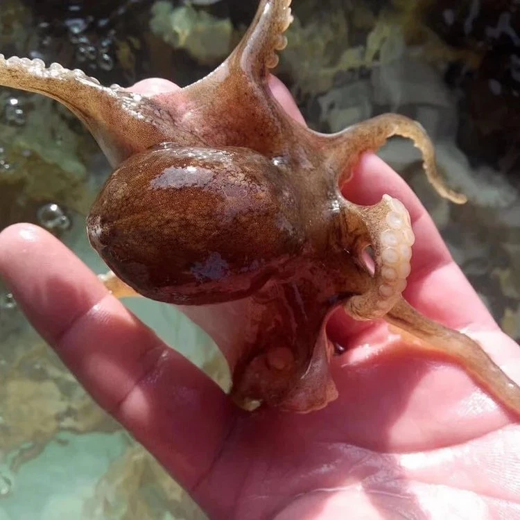 渤海湾小八爪3斤全国包邮