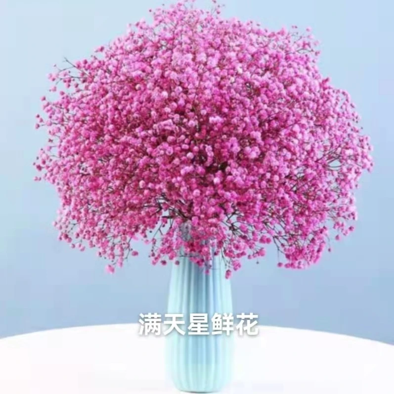云南鲜花基地满天星鲜花（损耗10%及拒收不售后）