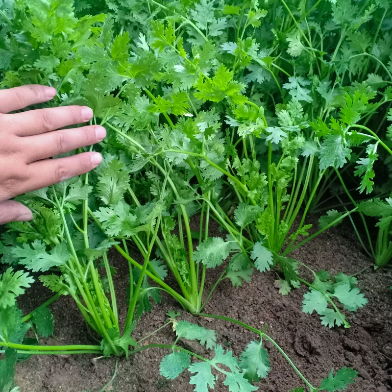 速生香菜种子耐热耐寒耐抽薹精选四季种植生长良种浇水秋冬种籽孑
