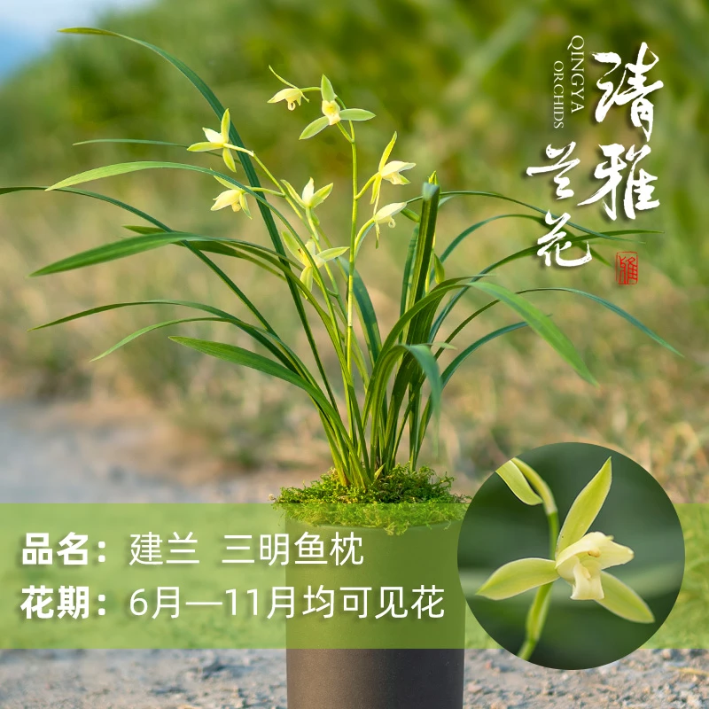 兰花建兰老种三明鱼枕2苗