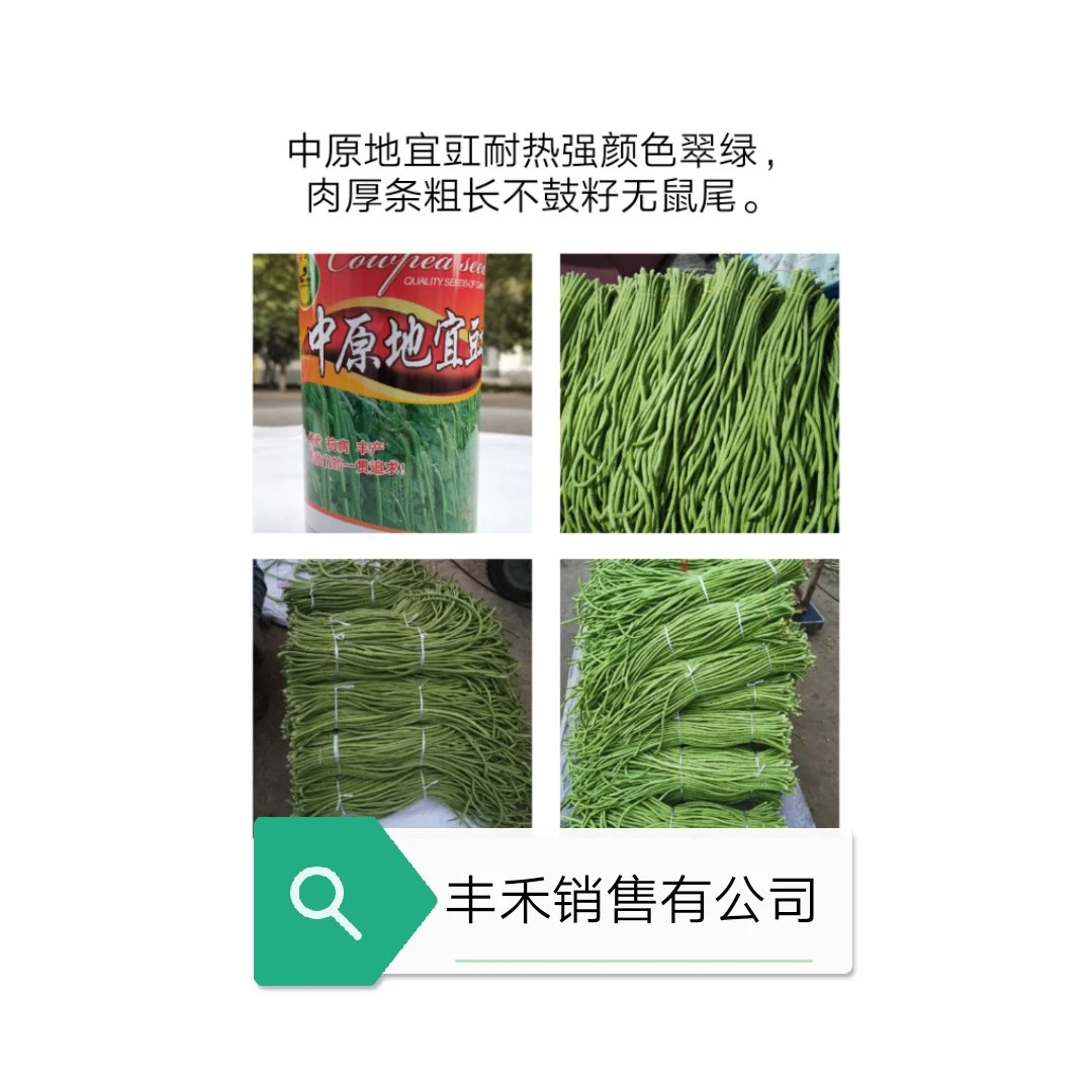 中原地宜豇  豇豆  400克   耐热强   颜色翠绿 肉厚条粗