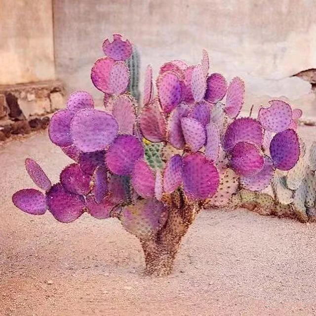 仙人掌 圣丽塔 出紫色 会开花