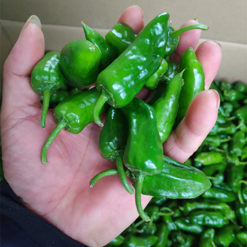 【徐书记专属】正宗余干辣椒福利款2斤装送豆豉
