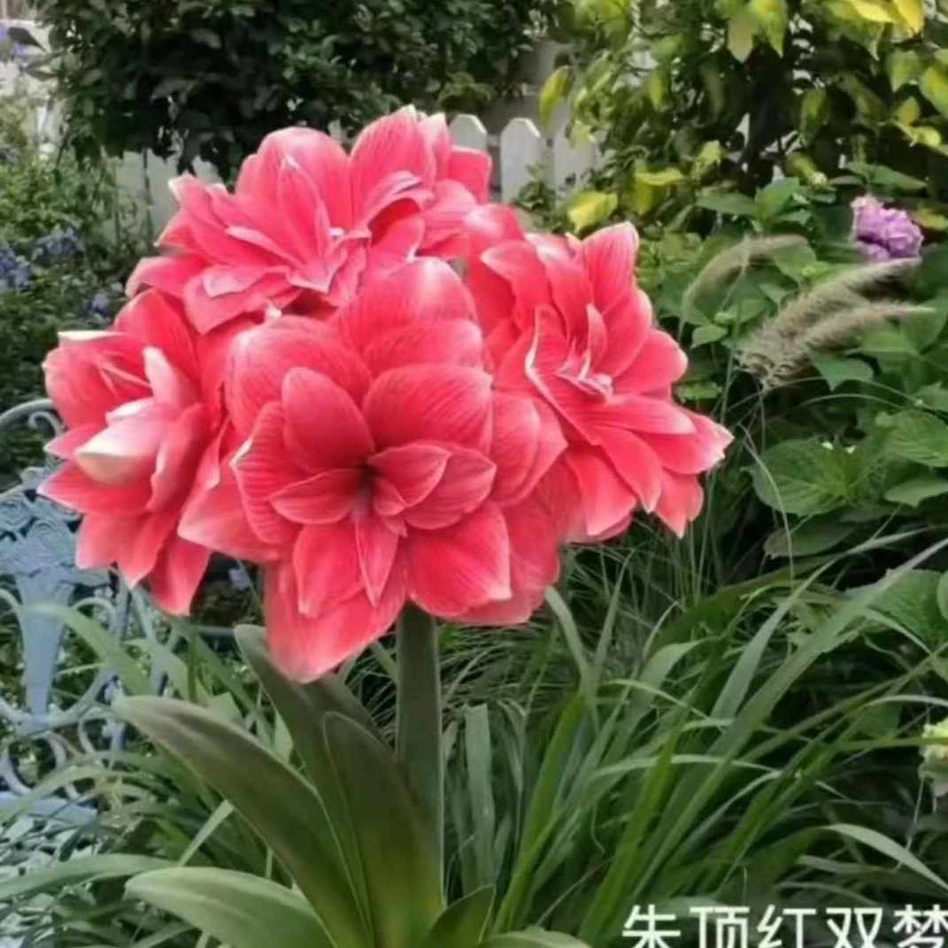 双梦  朱顶红花 种球  一颗  重瓣