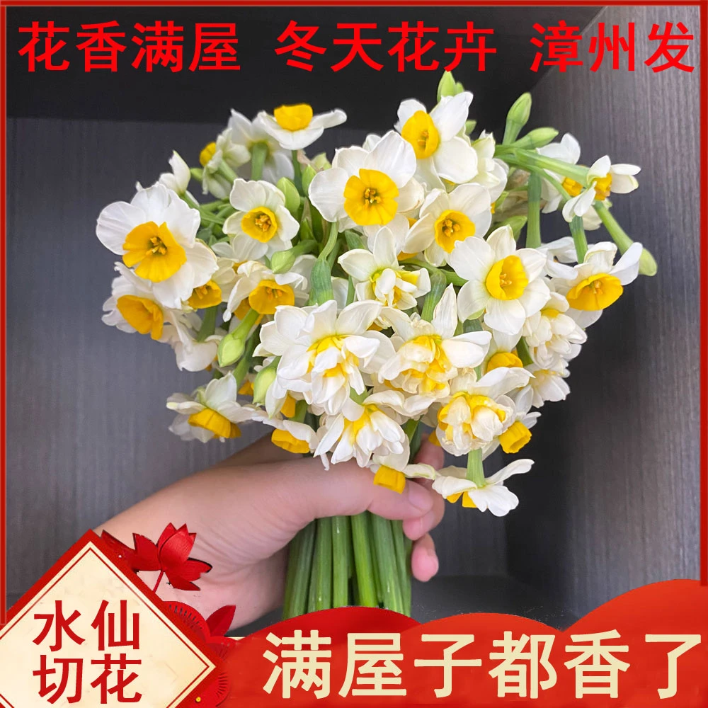 漳州水仙花单瓣重瓣鲜切花枝花束水培种球花卉冬季花卉插水即开