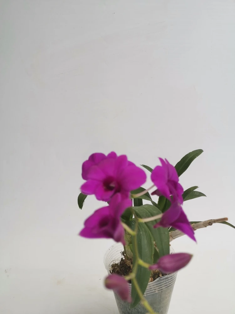秋绿植带盆包邮发货