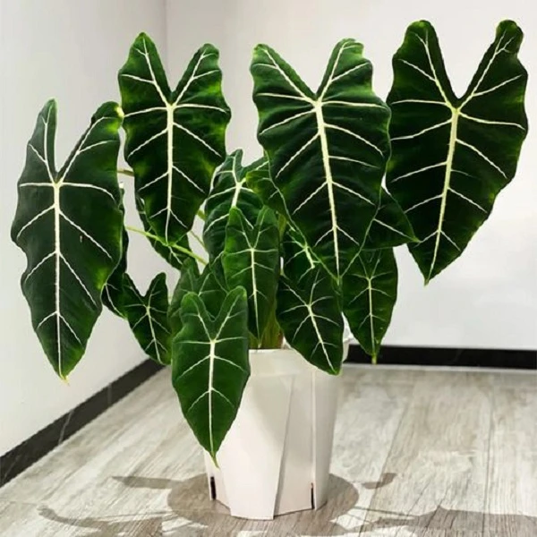 大盆绿天鹅绒海芋室内盆栽观叶植物热带绿植好养净化空气