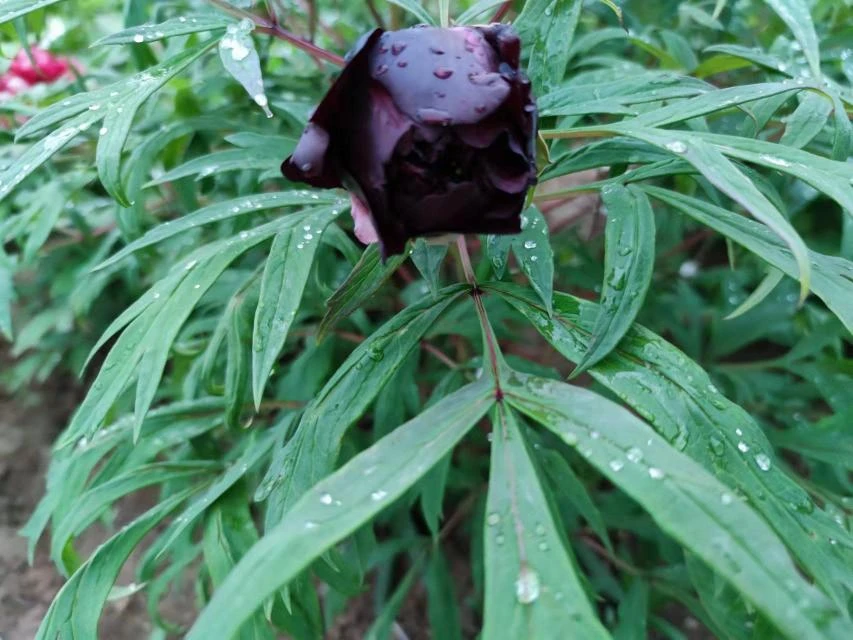 牡丹苗，黑豹，四个枝条