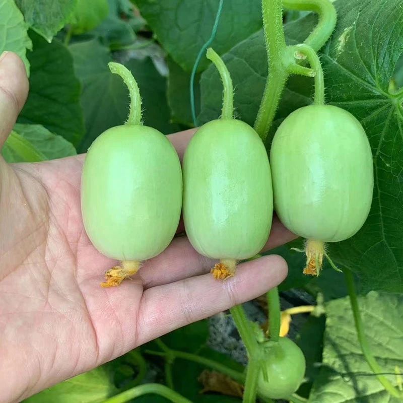 玉女水果黄瓜种子金童水果黄瓜种籽迷你阳台四季盆栽春季蔬菜种孑