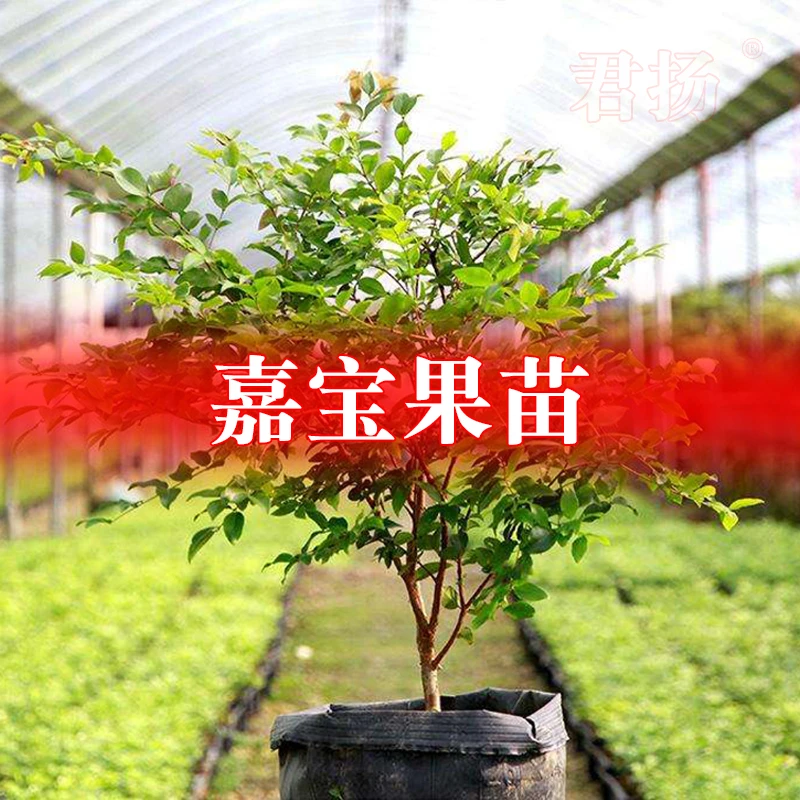 沙巴嘉宝果树苗四季早生红妃艾斯卡树葡萄果树苗当年结果园艺种植