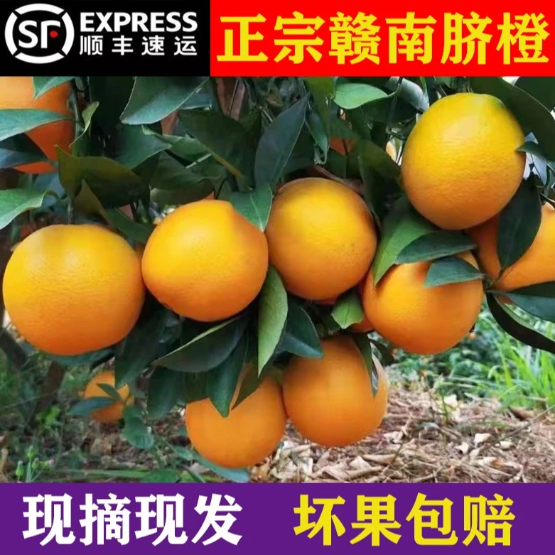 江西赣南虔心小镇脐橙10斤统装赣南产地现采现发