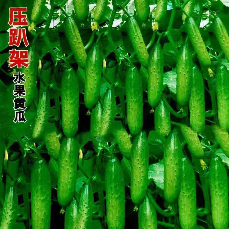四季播种水果黄瓜种子不搭架盆栽新品种甜脆早熟生吃黄瓜种子