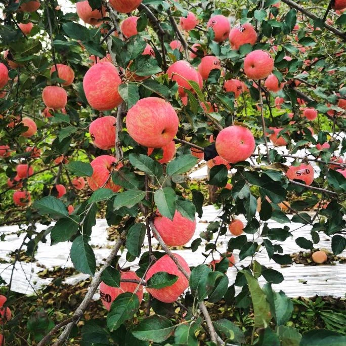 高山果农    寺河山红富士苹果