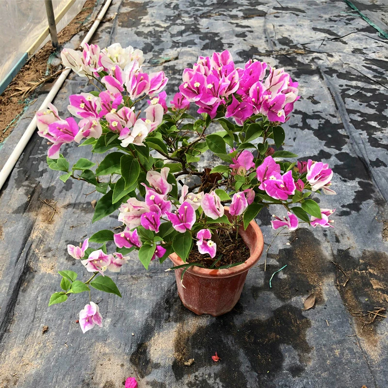 三角梅盆栽（原盆发货 81-120）