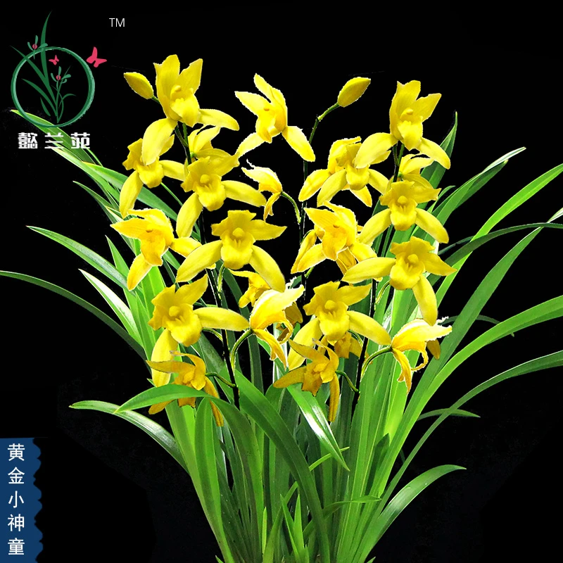 直播间兰花苗蕙兰黄金小神童兰草室内浓香花卉四季植物好养盆景