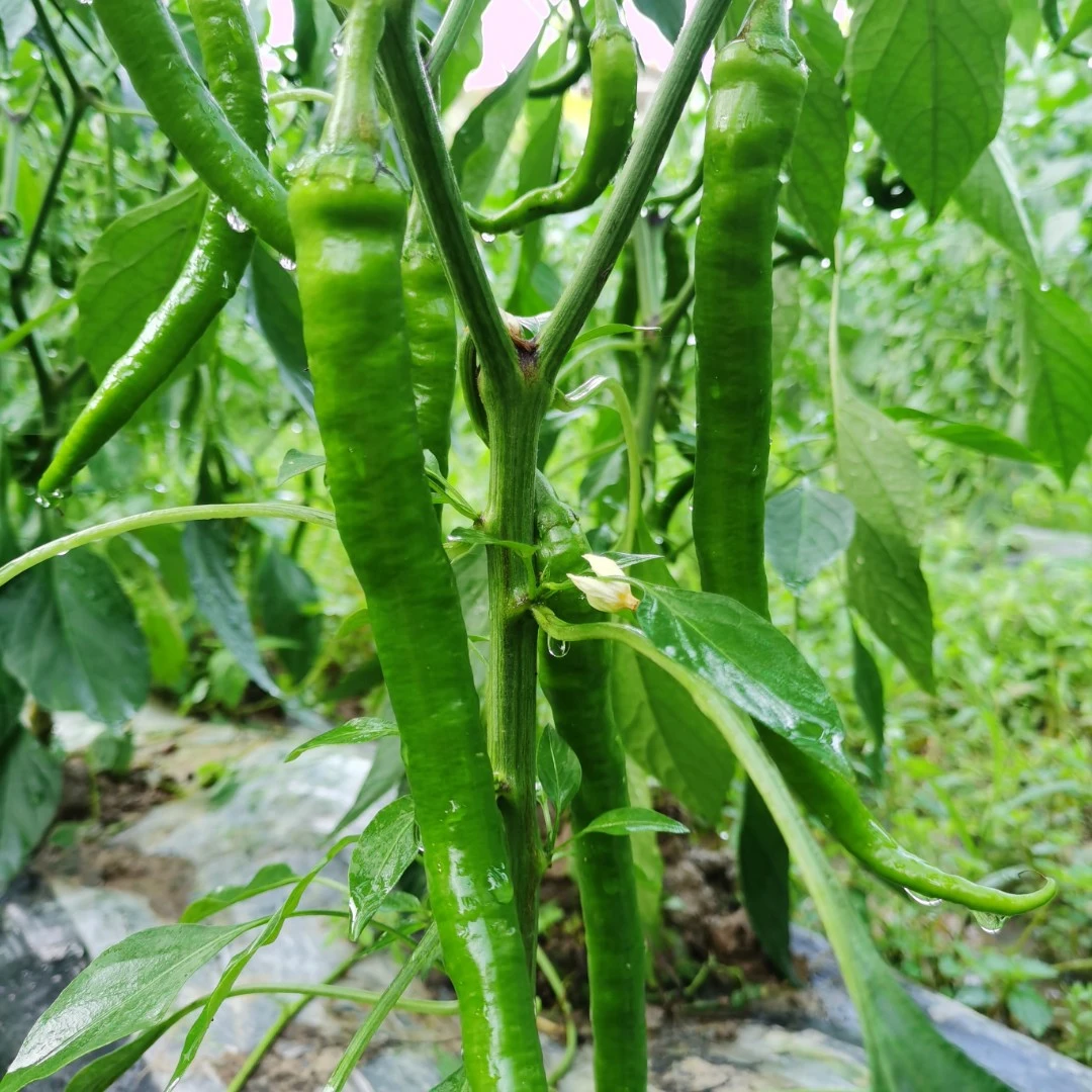【微微辣】高山农家种植富硒软皮线椒