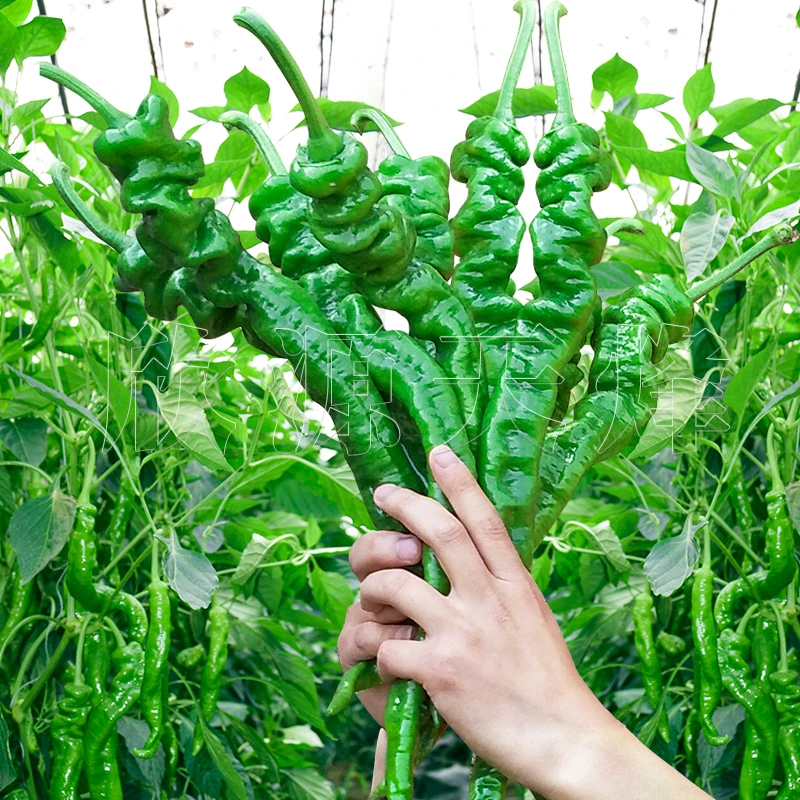 螺丝椒种籽基地四季巨陇辣椒特大春秋蔬菜种孑子长羊角椒阳台盆栽