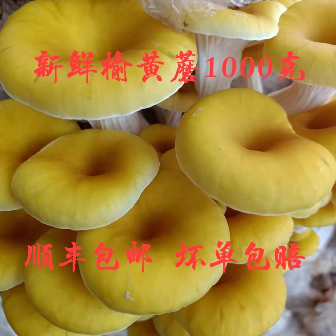 黑龙江-新鲜榆黄蘑-食用菌香菇-2斤装顺丰包邮