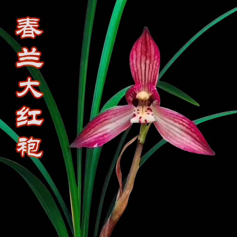 春兰荷型瓣漂亮红花大红袍花香东方，春天开花兰花