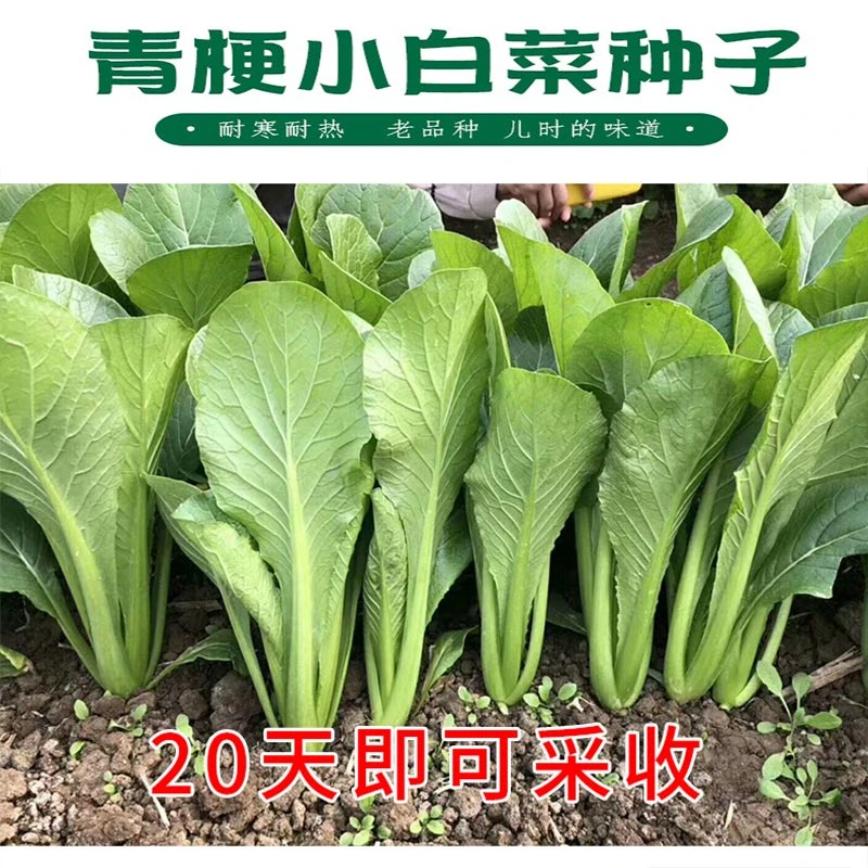 绿青梗小白菜种子营养快菜种子耐热春夏秋冬四季播阳台蔬菜种子