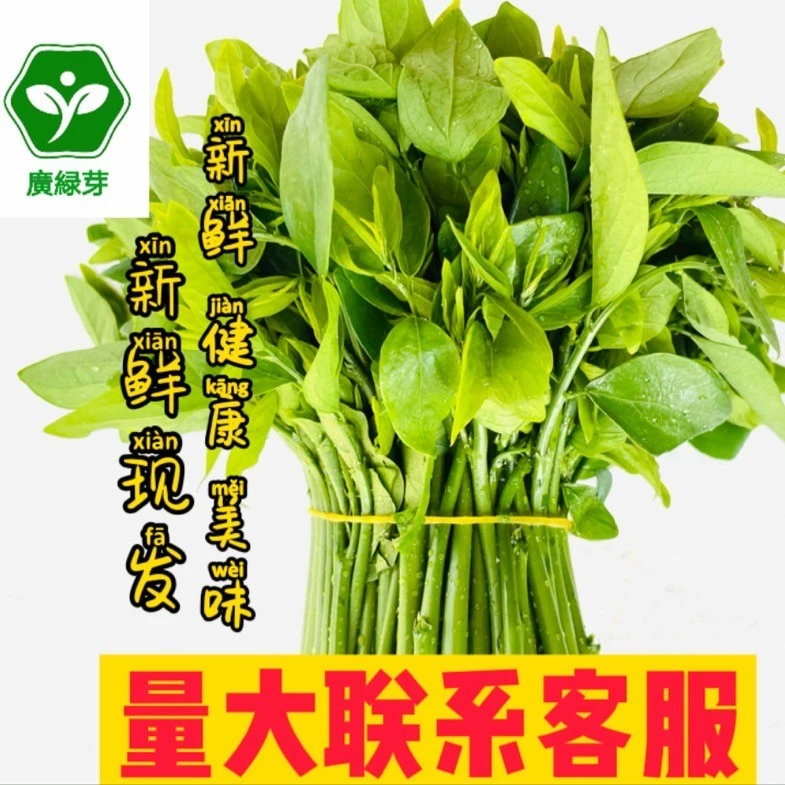 广东茂名天香绿树仔菜海南五指山绿色野菜2--15斤京东快递
