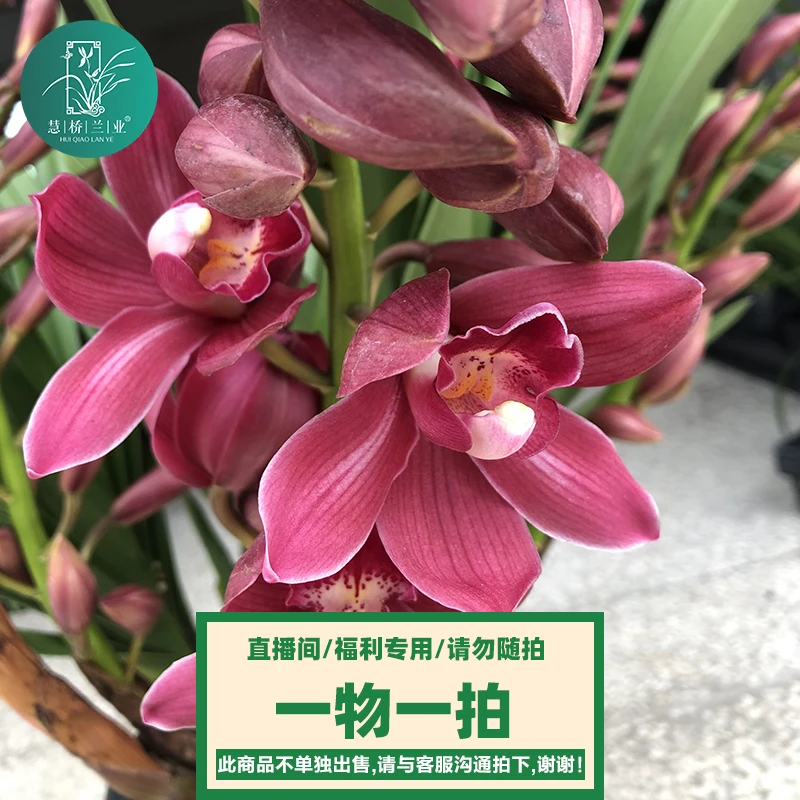 【一物一拍】春兰墨兰寒兰建兰大花惠兰精选种植高档兰花盆栽绿植