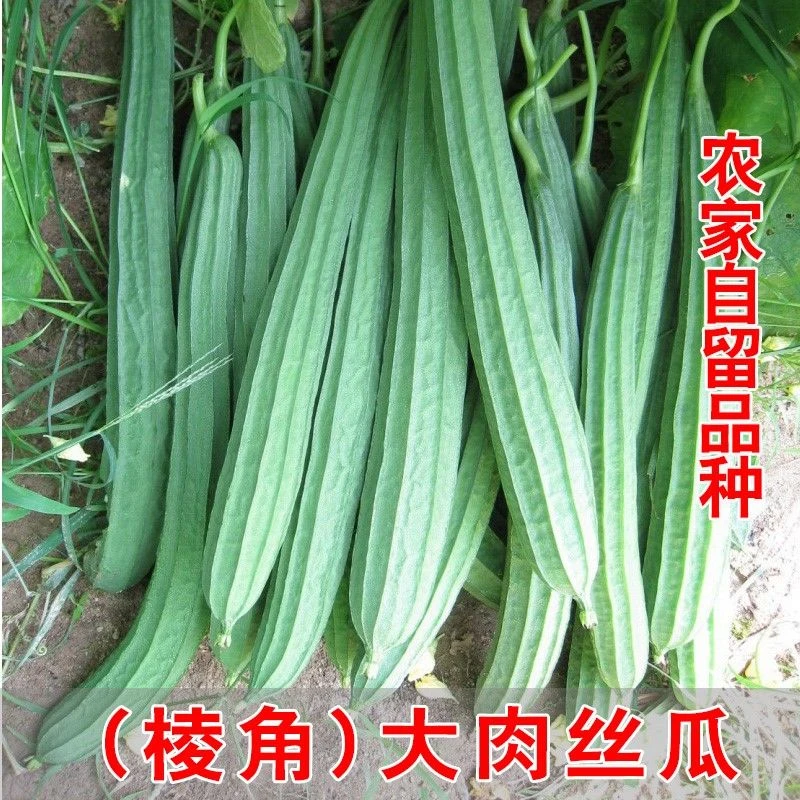 【棱角大肉丝瓜种子】水瓜阳台菜园盆栽庭院蔬菜种秋季简单 种植