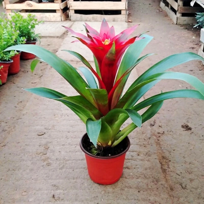 鸿运当头室内盆栽小红星四季盆栽水培植物室内绿植鲜花凤梨花新