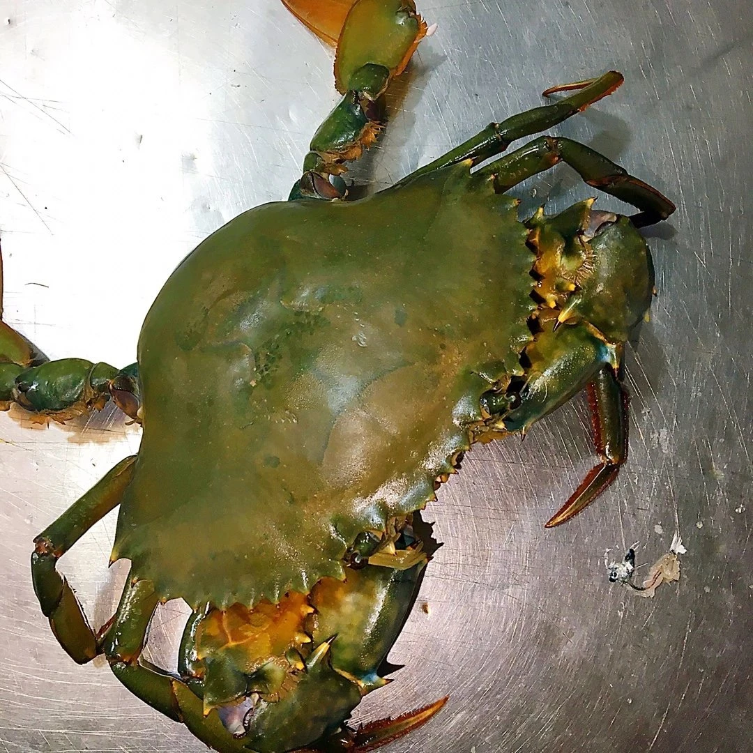 （直播②号现称）渔民海捕青蟹 红膏母青蟹500g（不可冷藏）