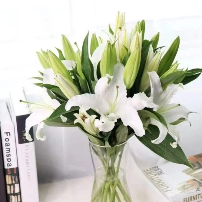 斗南精选花卉--百合花