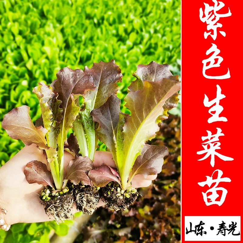 紫叶红叶生菜种子种阳台四季盆栽紫色蔬菜