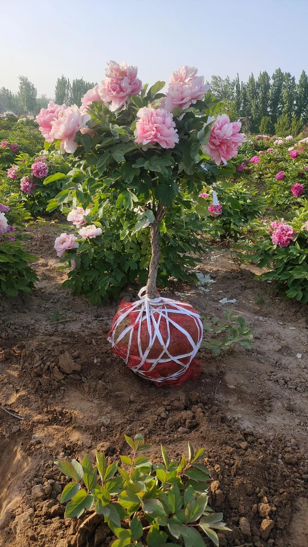 独杆树型牡丹，贵妃插翠