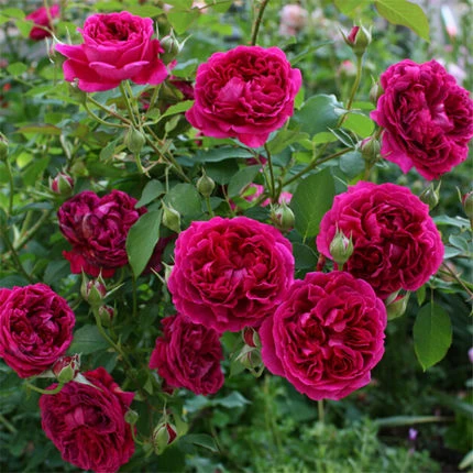 莎士比亚爬藤月季多季开花大花浓香抗性好耐寒耐晒可做花墙拱门