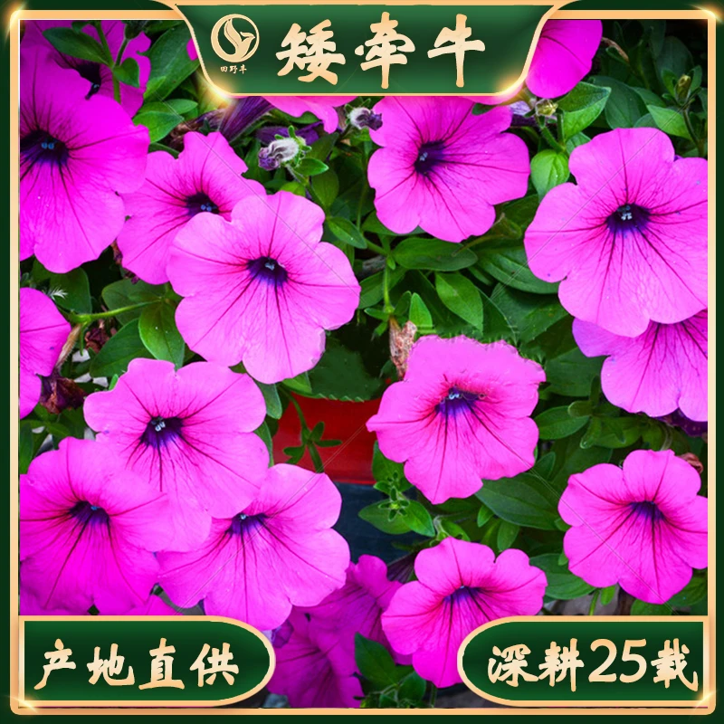 矮牵牛花种子开花不断室外阳台盆栽矮喇叭花易养植喜阳光懒人绿植