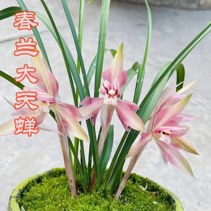 兰花福利春兰大天蝉，花香花高，春天开花