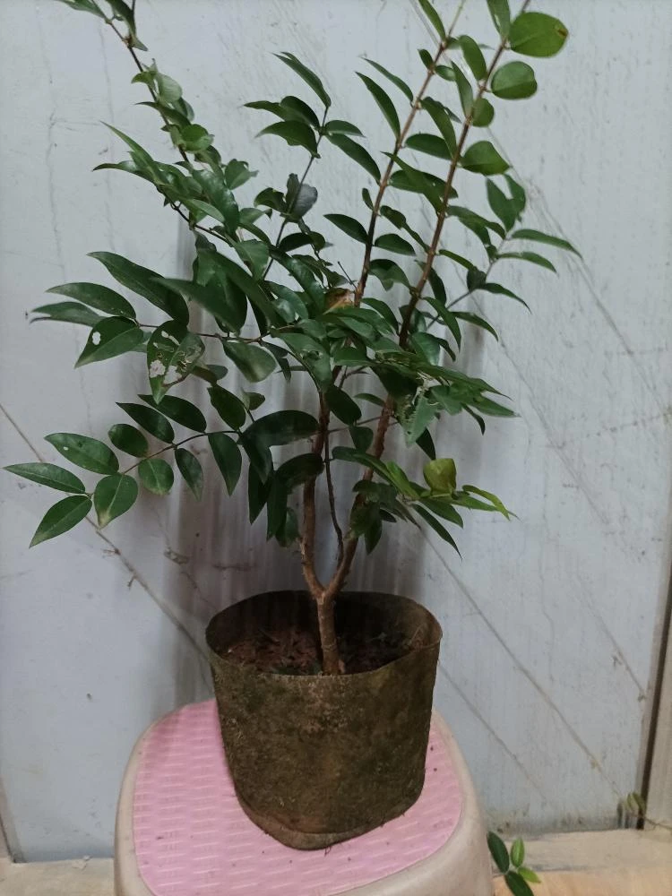 十棵新品种乔尼尔一年小苗绿植盆栽