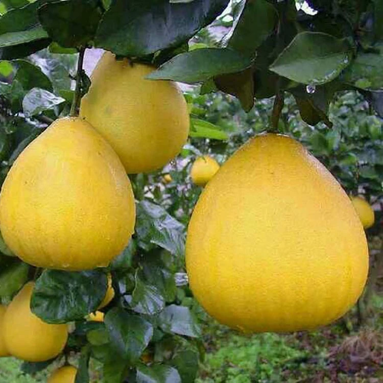 云苗库冰糖柚柚子树苗2加仑容器苗可地栽阳台庭院常绿单株挂果