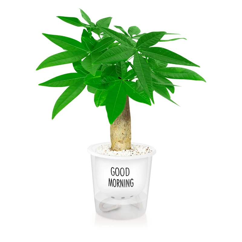 发财树盆栽三杆发财树水培植物系统室内绿植五辫老桩盆景四季常青